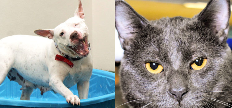 Pets of the Week: Sheba and Bucky Are Ready to Meet a New Family