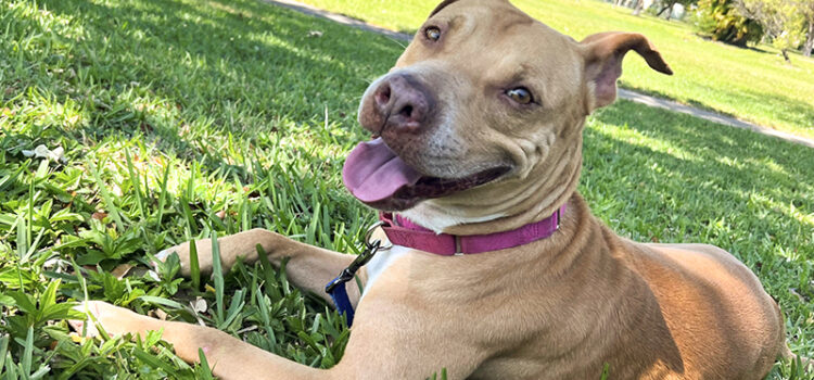 Dog of the Week: Lady Blueberry is the Sweetest Pup You’ll Ever Meet