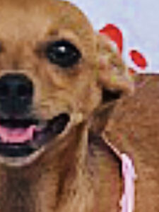 Dog of the Week: This Chihuahua-Mix Puppy Loves to Cuddle