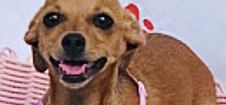 Dog of the Week: This Chihuahua-Mix Puppy Loves to Cuddle