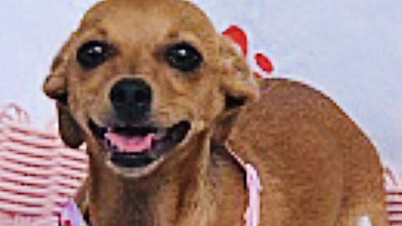 Dog of the Week: This Chihuahua-Mix Puppy Loves to Cuddle