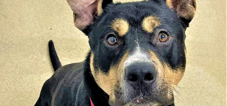 Dog of the Week: This Rottweiler Mix Is Full of Energy