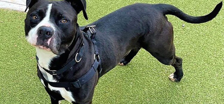 Dog of the Week: Arny is a Good Boy Who Needs a Family