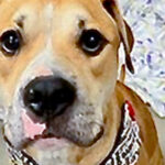 Dog of the Week: Cooper is a Smart Pup Who Needs a Loving Family