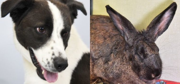 Pets of the Week: Collie-Mix and Bunny Are Eager to Meet Their New Families
