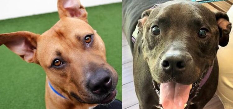 Pets of the Week: Socks and Max are Looking for New Homes
