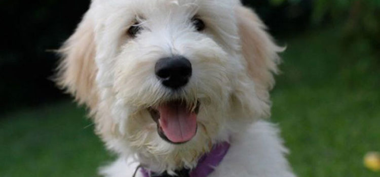Nonprofit Honoring Jaime Guttenberg Will Give Puppies to Gun Violence Survivors