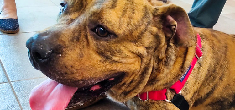 Dog of the Week: Mugsy is an Extremely Well-Behaved Boy Who Needs a Home