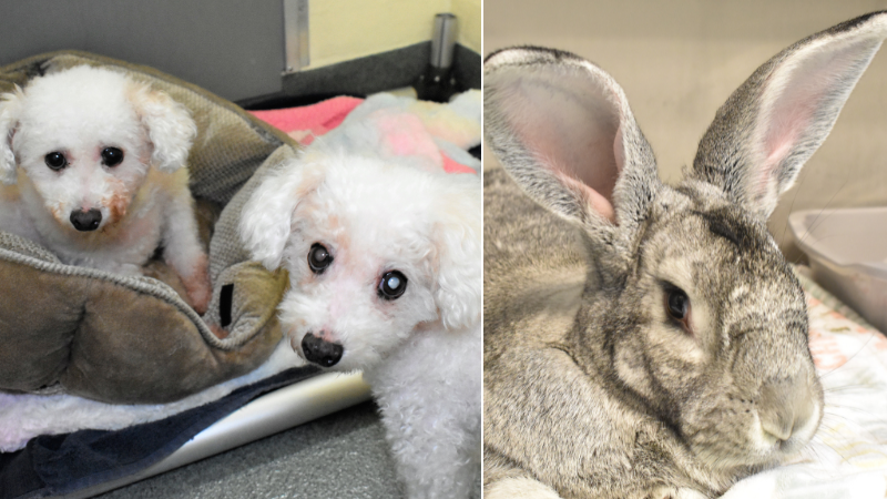 Poodle Pair and Majestic Bunny Seek Forever Homes at the Humane Society of Broward County