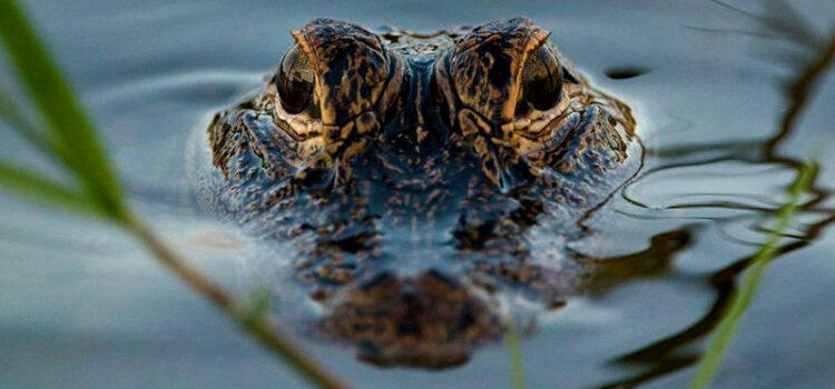 Alligator’s Fatal Attack on a Dog in Parkland Sparks Debate on Coexistence with Florida Wildlife