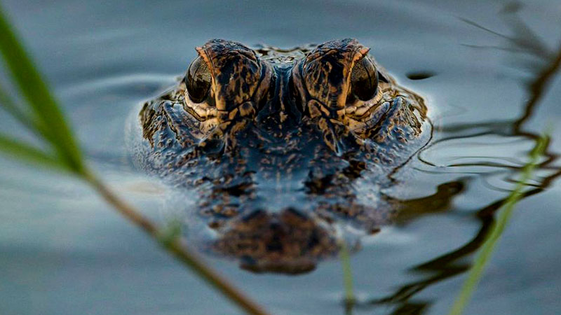 Alligator Attack on Small Dog in Parkland Sparks Debate on Coexistence with Florida Wildlife