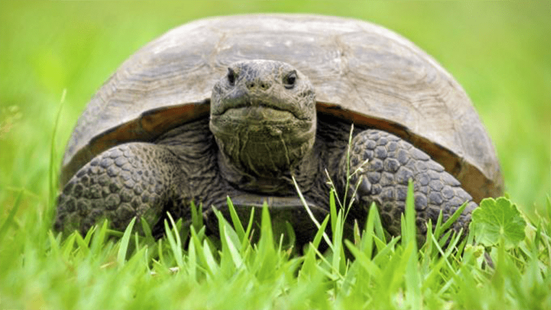 Facing Extinction: Conservation Groups Battle Federal Decision Over Gopher Tortoise Protection 1