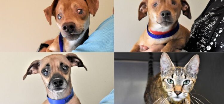 Neglected Dachshund Mixes and Rescued Feline Await Homes at the Humane Society of Broward County