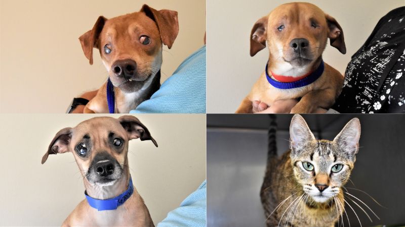 Neglected Dachshund Mixes and Rescued Feline Await Homes at the Humane Society of Broward County