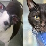 Meet Monte and Dexter, Pets in Need of Forever Homes at the Humane Society of Broward County