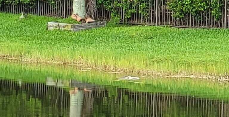 Alligator's Fatal Attack on a Dog in Parkland Sparks Debate on Coexistence with Florida Wildlife 1