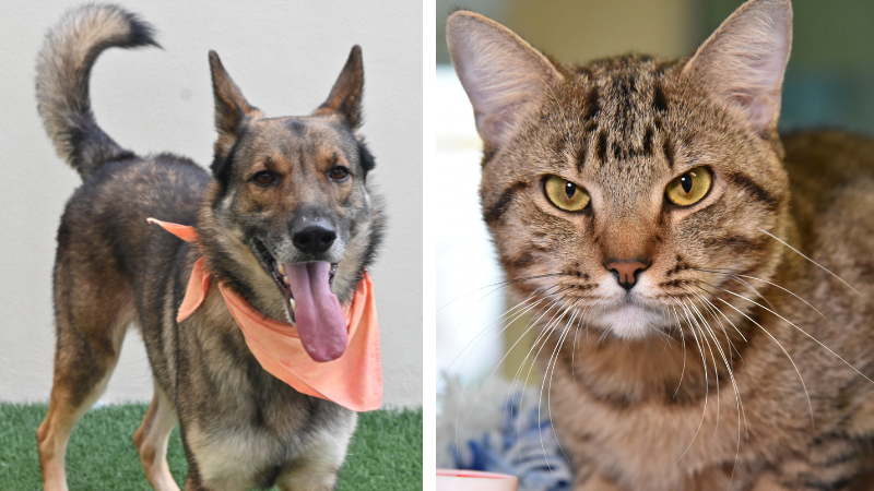 Humane Society Seeks Forever Homes for Bolt and Muffin