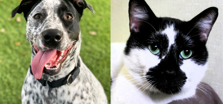 Meet Max and Picasso: This Energetic Pup and Artistic Feline Await Forever Homes