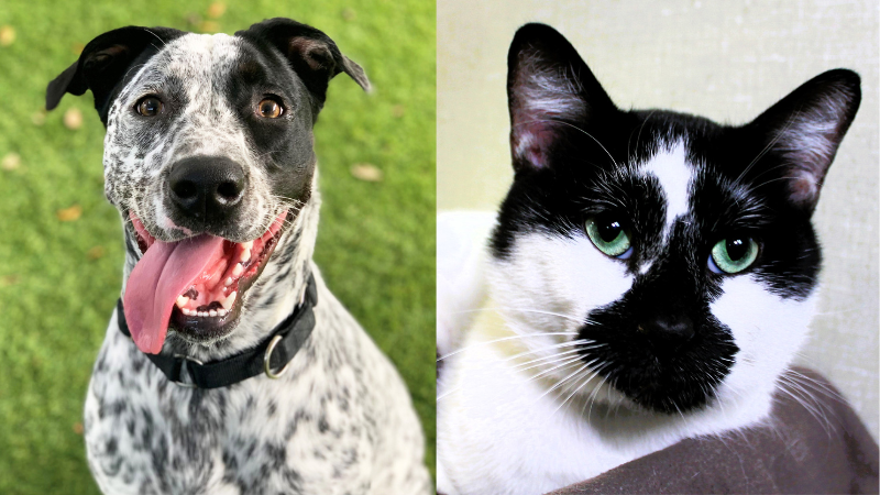 Meet Max and Picasso: An Energetic Pup and Artistic Feline Await Forever Homes