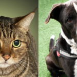 Meet Lala and Cooper: 2 Loving Pets at the Humane Society of Broward County