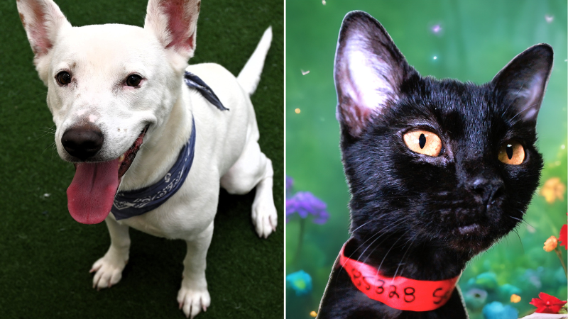 Shelter Seeks Loving Homes for Logan and Squeaky