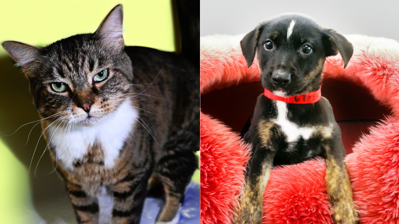 Meet Reggie and Flip Flop, 2 Pets Looking for their Forever Homes