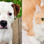 2 Pets at the Humane Society of Broward County Seek Forever Homes