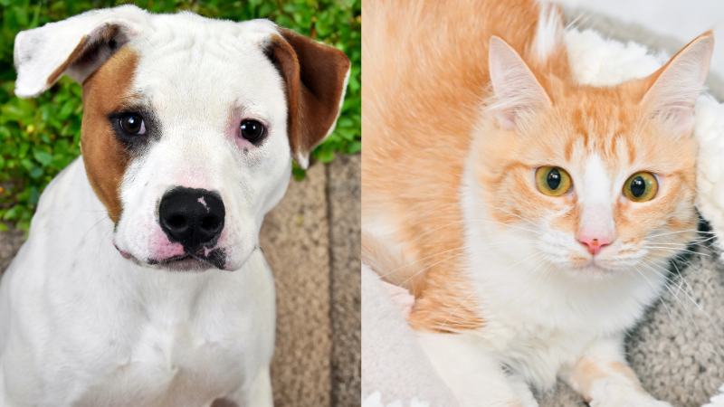 2 Pets at the Humane Society of Broward County Seek Forever Homes