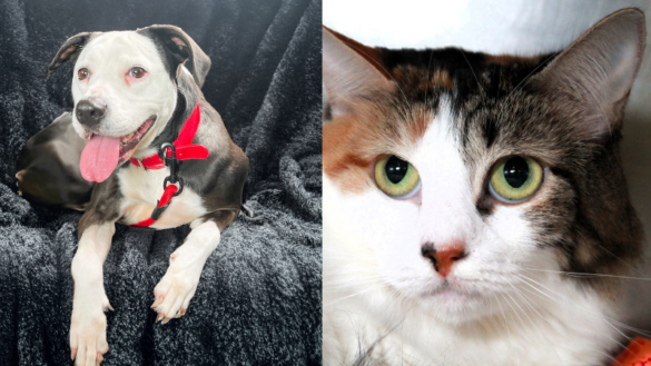 Meet Penny and Jungle Queen: Pets in Need of Loving Forever Homes