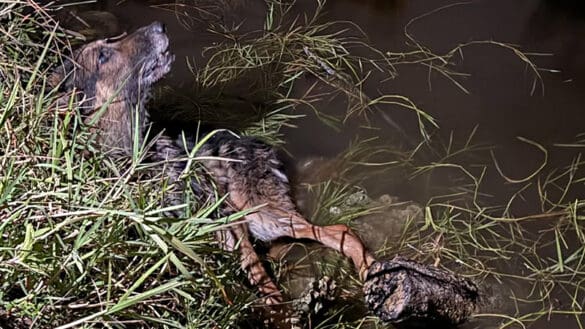 Parkland Boys Help Rescue Dog Trapped in Canal