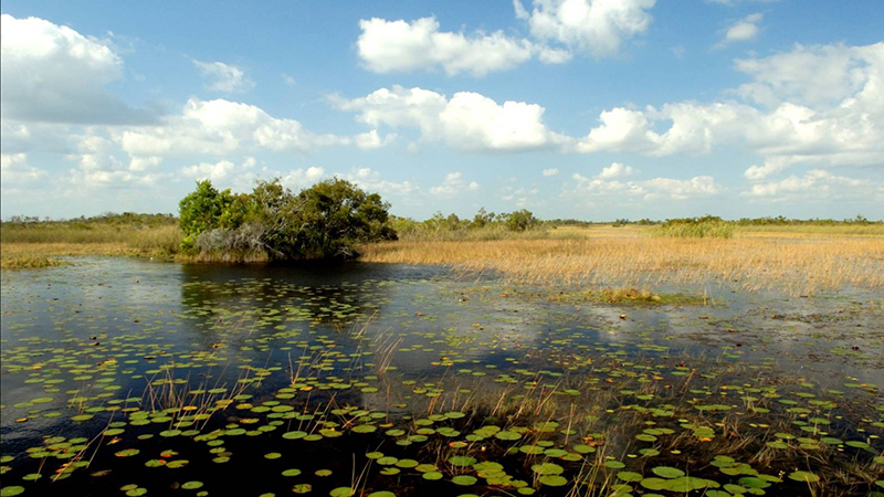 Prescribed Burn Planned at Loxahatchee National Wildlife Refuge; Canoe Trail Closed 6 Arthur R. Marshall Loxahatchee National Wildlife