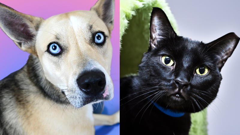 Looking for Love? Sweet Pup and Cuddly Cat Hope to Find Forever Homes 6 Looking for Love? Sweet Pup and Cuddly Cat Hope to Find Forever Homes 2