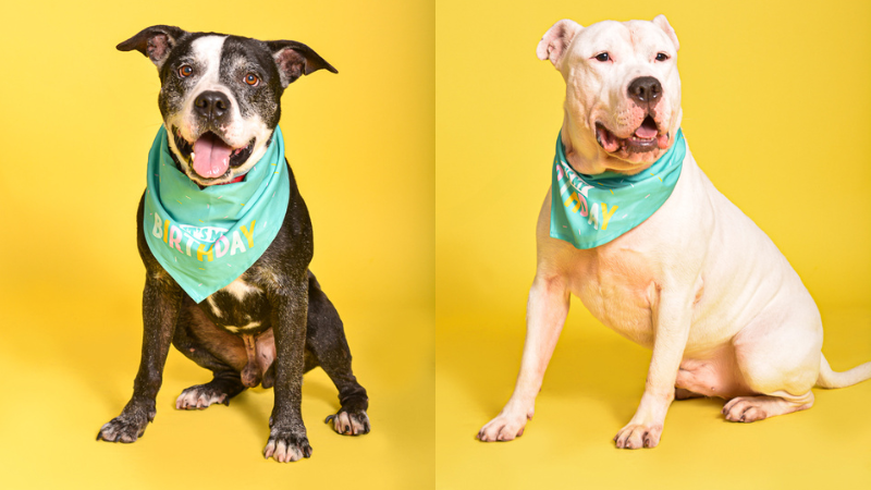 Meet Broward County Animal Care’s Pets of the Week: Onyx and Ruckus 6 Meet Broward County Animal Care’s Pets of the Week: Onyx and Ruckus 5