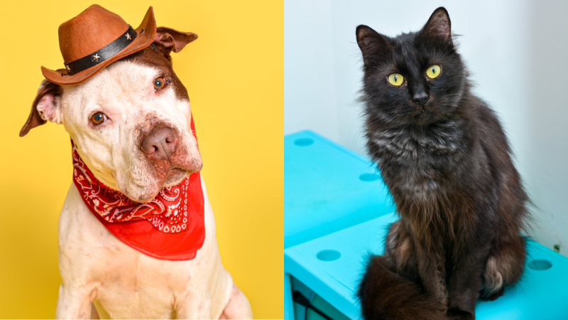 Broward County Animal Care Features Woody and Bandit as Pets of the Week 6 Broward County Animal Care Features Woody and Bandit as Pets of the Week 3