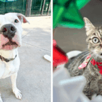 Broward County Animal Care Highlights Pearla and Frisky as Pets of the Week 1