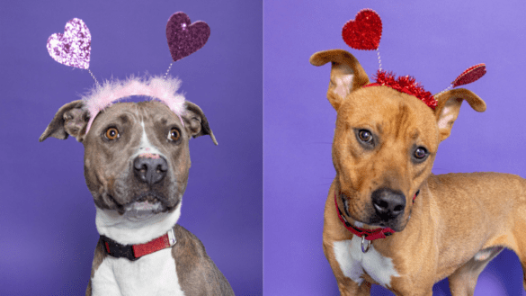 Fall in Love This Valentine’s Day as Broward County Animal Care Brings Back “Plenty of Pets” Adoption Promotion