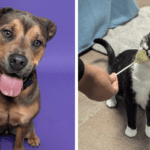 Broward County Animal Care Highlights Derek and Momma Cat in Weekly Adoption Spotlight