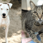 Wanda and Tiger: Two Broward Shelter Pets Ready for Loving Homes 2