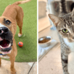 Blossom and Suki: Looking for Forever Homes at Broward County Animal Care 1
