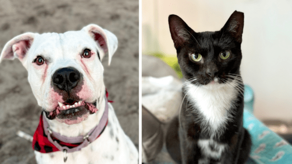 Milo and Quill Looking for Forever Homes at Broward County Animal Care 49