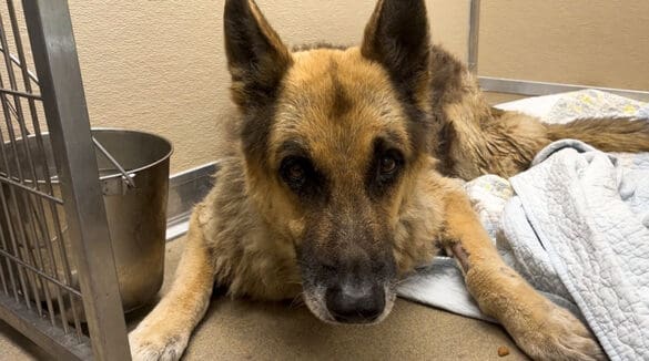 Injured German Shepherd Gets Hospice Care Through Broward Animal Care Partnership 24