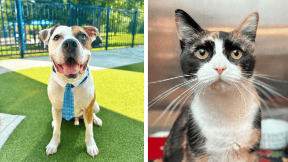 Droopy the Playful Bulldog Mix, Stella the Affectionate Calico Seek Forever Homes at Broward Animal Care 30