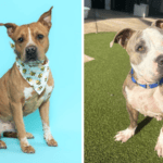 Seamus and Chicha Await Forever Homes at Broward County Animal Care 2