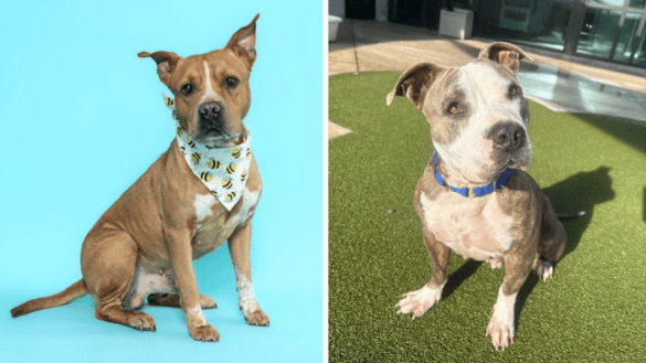 Seamus and Chicha Await Forever Homes at Broward County Animal Care 12