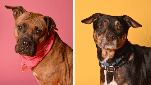 Rio and Meryl Are Waiting for Forever Homes at Broward County Animal Care 7