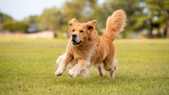 Golden Retrievers Rally for Friendship at MSD Best Buddies Event