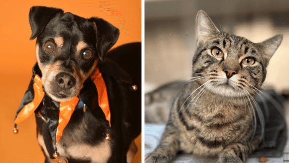 Wally the Cuddly Cat and Hugo the Senior Dog Seek Homes in Broward 22