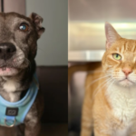 Gatsby and Polo Bring Purrs and Cuddles to Their Search for Forever Homes 1