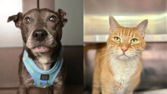 Gatsby and Polo Bring Purrs and Cuddles to Their Search for Forever Homes 14