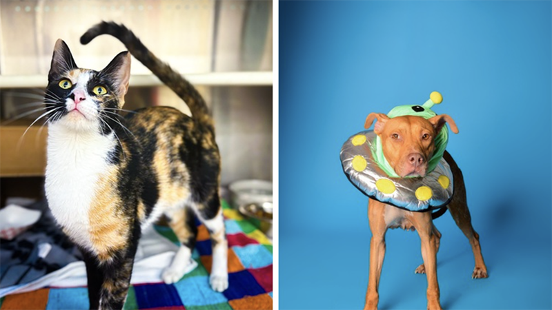 Meet S’mores and Pie, Two Sweet Pets Looking for Forever Homes at Broward County...
